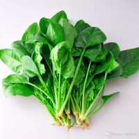 OFFER SPINACH VEGETABLE WITH HIGH QUALITY AND BEST PRICE